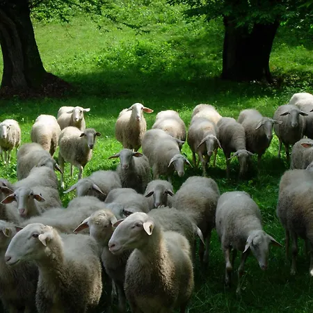 Farm stay Cascina Veja *