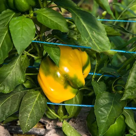 팜스테이 Cascina Veja 치우스디노