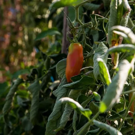 Cascina Veja 치우스디노